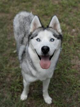 Nigel -  Siberian Husky Dog for Adoption in Carrollton, Texas - Nigel | PetCurious
