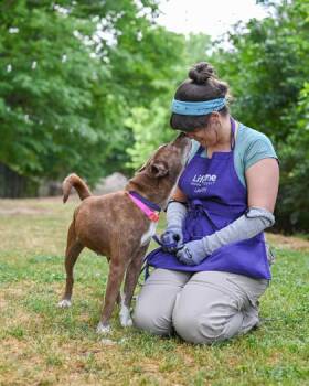 Mixed Breed Dogs Available for Adoption in Chamblee, Georgia - Leticia | PetCurious