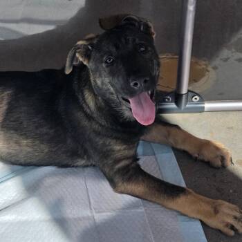 Mixed Breed Dogs Available for Adoption - Belle | PetCurious