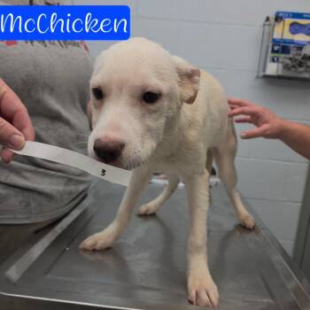 McChicken -  Husky and Mixed Breed Dog for Adoption in Parkersburg, West Virginia - McChicken | PetCurious