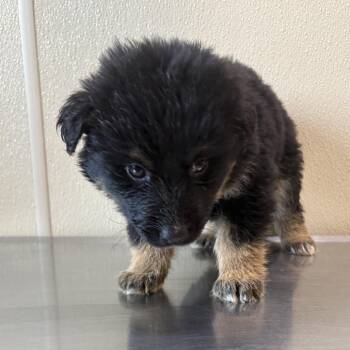 Brave -  Mixed Breed Dog for Adoption in Clavet, Saskatchewan - Brave | PetCurious