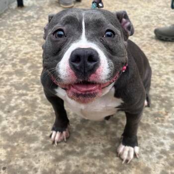 Storm -  American Staffordshire Terrier and English Bulldog Dog for Adoption in St. Peters, Missouri - Storm | PetCurious