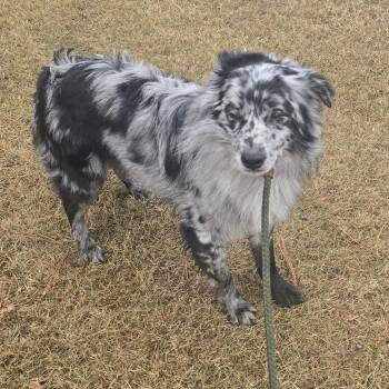 Australian Shepherd Dogs Available for Adoption - Rocky | PetCurious