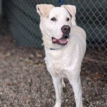 Twyla -  Mixed Breed Dog for Adoption in West Olive, Michigan - Twyla | PetCurious