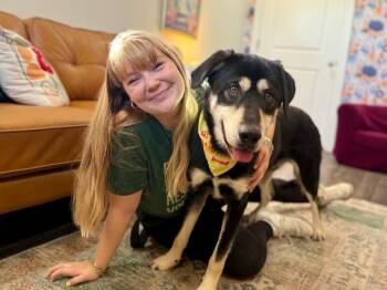 Husky and Anatolian Shepherd Dogs Available for Adoption in Friendswood, Texas - Lil Guy Lou Lover | PetCurious