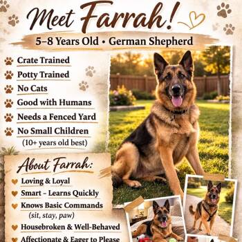 German Shepherd Dog Dogs Available for Adoption in Corsicana, Texas - Farrah | PetCurious