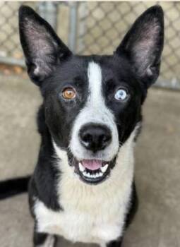 Rescue Husky and Border Collie Dogs for Adoption in Chicago, Illinois - Brynn | PetCurious