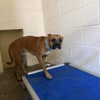 Scooby -  Boxer Dog for Adoption in Port Aransas, Texas - Scooby | PetCurious