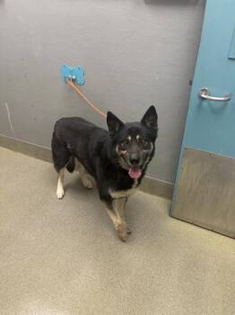 German Shepherd Dog Dogs Available for Adoption in Las Vegas, Nevada - TUCKER | PetCurious