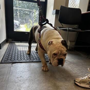 Kendel -  Pit Bull Terrier Dog for Adoption in Philadelphia, Pennsylvania - Kendel | PetCurious