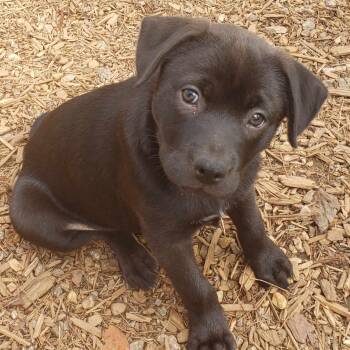 Rescue Labrador Retriever Dogs for Adoption in Glocester, Rhode Island - Holly | PetCurious