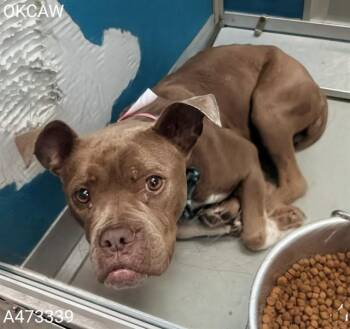 Pit Bull Terrier and Mixed Breed Dogs Available for Adoption in Oklahoma City, Oklahoma - ROSEY | PetCurious
