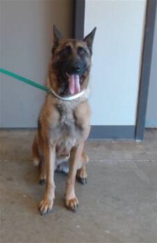 Rescue Belgian Shepherd Malinois Dogs for Adoption in Ontario, California - ASTRID | PetCurious