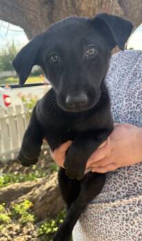 German Shepherd Dog and Labrador Retriever Dogs Available for Adoption - Purdy | PetCurious