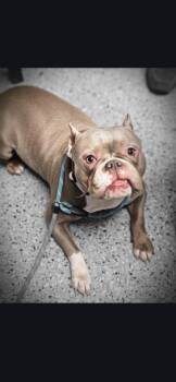 English Bulldog and American Staffordshire Terrier Dogs Available for Adoption in Merrillville, Indiana - Gemma | PetCurious