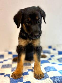 Noah -  Shepherd and Mixed Breed Dog for Adoption in Lockhart, Texas - Noah | PetCurious