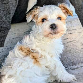 Egg -  Maltese and Miniature Schnauzer Dog Available for Adoption in Fort Collins, Colorado - Egg | PetCurious