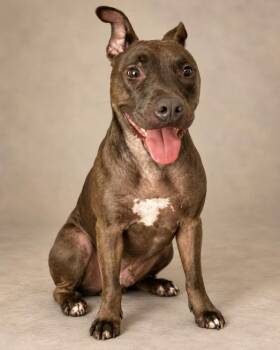 bennie -  American Staffordshire Terrier Dog for Adoption in Miami, Florida - Bennie | PetCurious
