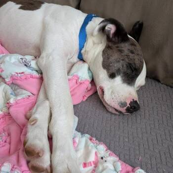 Bradford -  Hound and Pit Bull Terrier Dog for Adoption in South Elgin, Illinois - Bradford | PetCurious