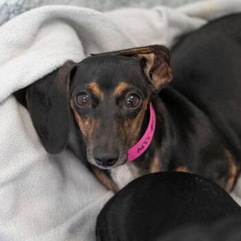 Nina (S26-02) -  Miniature Dachshund Dog for Adoption in Peyton, Colorado - Nina (S26-02) | PetCurious
