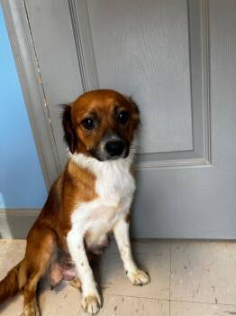 Lorrie (momma dog) -  Mixed Breed Dog for Adoption in Morgantown, Kentucky - Lorrie (momma Dog) | PetCurious
