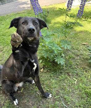 Black Labrador Retriever Dogs Available for Adoption in Woodbridge, Connecticut - MJ | PetCurious