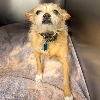 Ewok -  Wirehaired Terrier and Mixed Breed Dog for Adoption in Martinsville, Virginia - Ewok | PetCurious