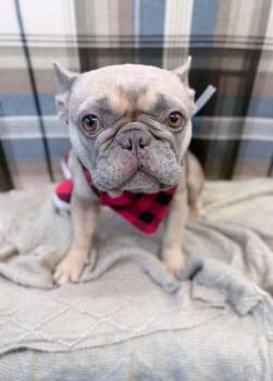 Kermit HW+ -  French Bulldog Dog for Adoption in Sedalia, Colorado - Kermit HW+ | PetCurious