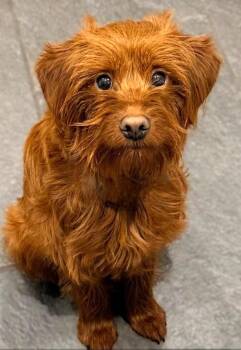 Goldendoodle Dogs Available for Adoption in Hazelwood, Missouri - Otto | PetCurious