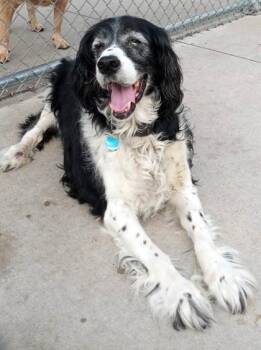 Buddy Nelson -  English Springer Spaniel Dog for Adoption in Waupaca, Wisconsin - Buddy Nelson | PetCurious