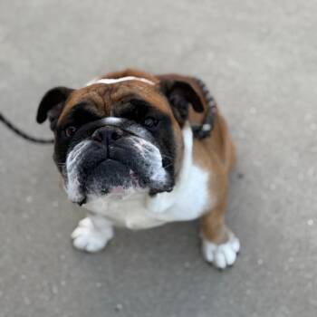 English Bulldog Dogs Available for Adoption in Huber Heights, Ohio - Bandit | PetCurious