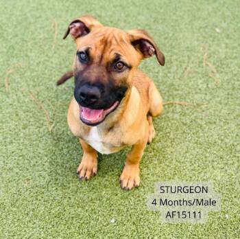 Sturgeon -  Boxer and Black Mouth Cur Dog for Adoption - Sturgeon | PetCurious