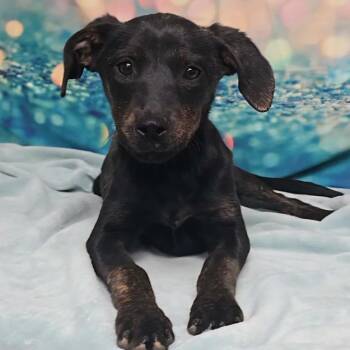 Labrador Retriever Dogs Available for Adoption - Kimber | PetCurious