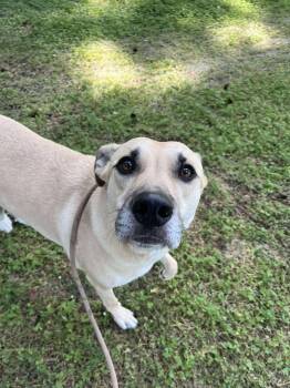 Rescue Black Mouth Cur Dogs for Adoption in Tacoma, Washington - Kellen | PetCurious