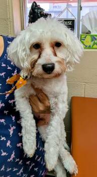 Dexter -  Maltese Dog for Adoption in Hopkinton, Massachusetts - Dexter | PetCurious