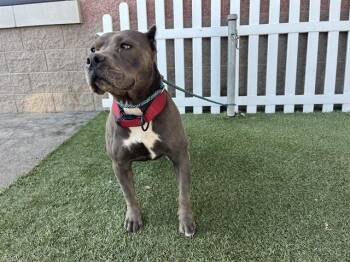 A614655 -  Pit Bull Terrier Dog for Adoption in Modesto, California - A614655 | PetCurious