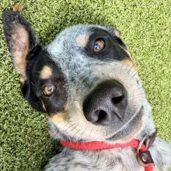 Rescue Mixed Breed Dogs for Adoption in Media, Pennsylvania - Emory | PetCurious