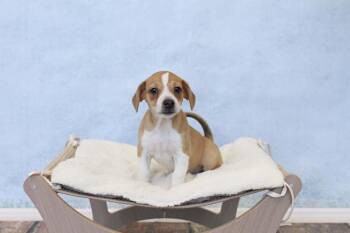 Tinker -  Chihuahua and Beagle Dog for Adoption in Wolcott, Connecticut - Tinker | PetCurious