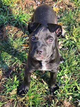 Rescue Pit Bull Terrier and Mixed Breed Dogs for Adoption in Alma, Wisconsin - Kobe | PetCurious