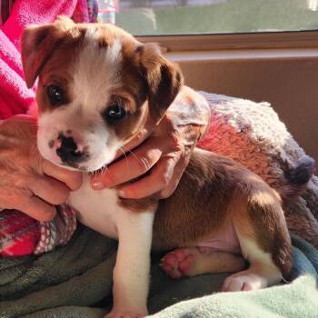 Pit Bull Terrier and Mixed Breed Dogs Available for Adoption - Gutfeld | PetCurious