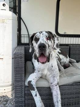 Atlas in NH. Come Meet our Adoptable Dogs Wednesday-Saturday. Mo -  Great Dane Dog for Adoption in Manchester, New Hampshire - Atlas In NH. Come Meet Our Adoptable Dogs Wednesday-Saturday. Mo | PetCurious
