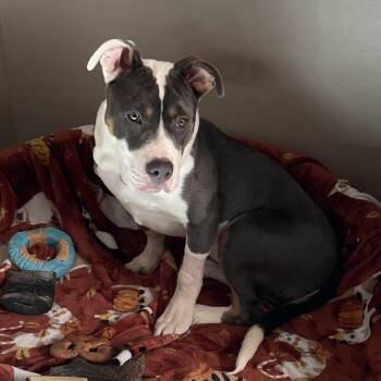 Blu -  Mixed Breed Dog for Adoption in Allentown, Pennsylvania - Blu | PetCurious