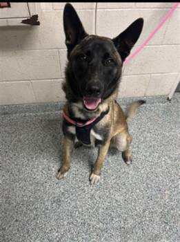 A763092 -  Belgian Shepherd Malinois Dog for Adoption in Long Beach, California - A763092 | PetCurious