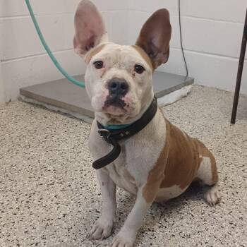 Baby Billie -  French Bulldog and English Bulldog Dog for Adoption in Hattiesburg, Mississippi - Baby Billie | PetCurious