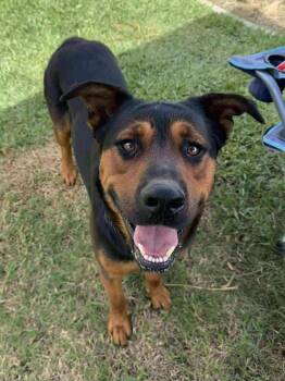 Rescue Rottweiler Dogs for Adoption in Winchester, California - Cappuccino | PetCurious