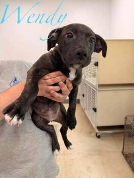 Windy -  Mixed Breed Dog for Adoption in Hillsboro, Ohio - Windy | PetCurious