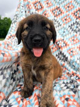Mixed Breed and Golden Retriever Dogs Available for Adoption in Bellingham, Washington - Twix | PetCurious