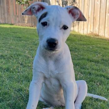 Rescue Terrier Dogs for Adoption in Wimberley, Texas - Millie | PetCurious