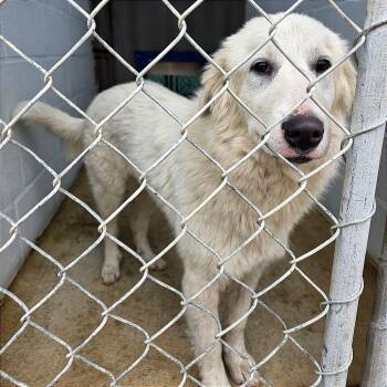 Great Pyrenees Dogs Available for Adoption in Denison, Texas - Pressley FKa Snowflake | PetCurious