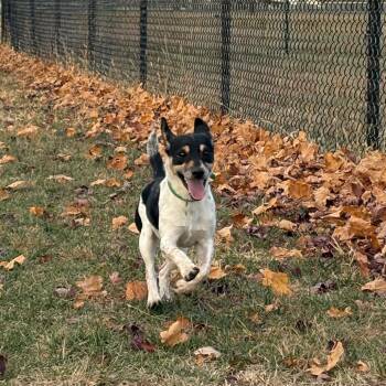 Rescue Jack Russell Terrier Dogs for Adoption in Normal, Illinois - Dodgeball | PetCurious